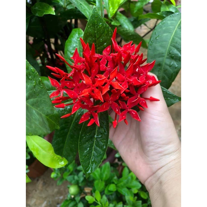 Cây đơn mỹ đang hoa
