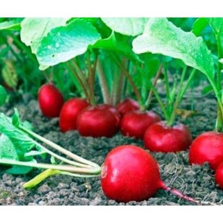 Hạt củ cải đỏ tròn f1 - gói 1 gram