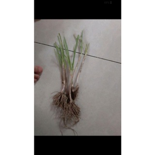 260 Củ hẹ ( hẹ ta)