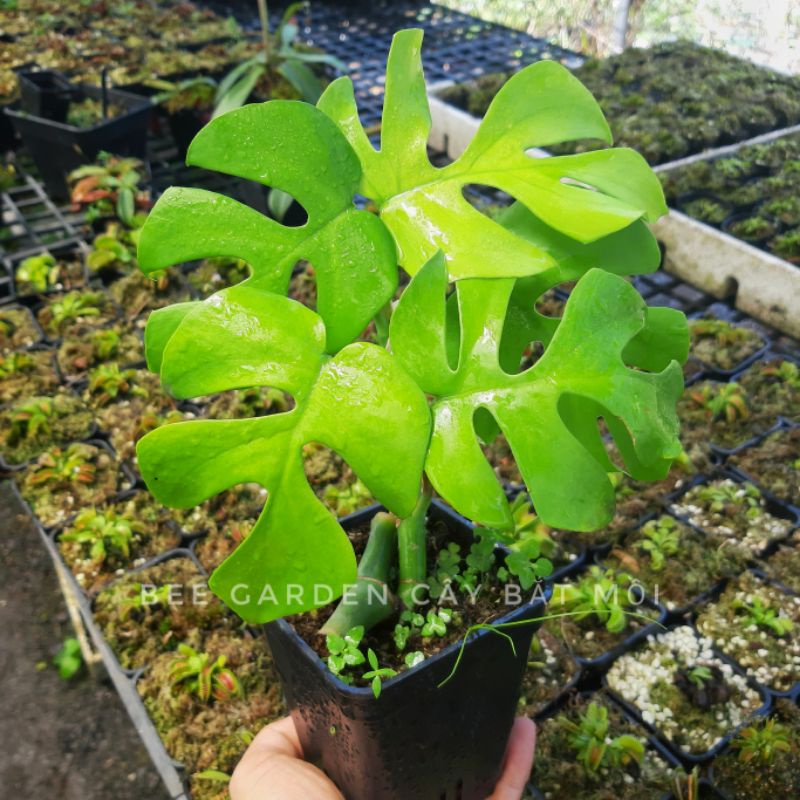 Cây trầu bà lá xẻ mini, mini Montera (Rhaphidophora tetrasperma) để bàn, trang trí văn phòng