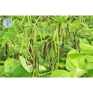 Đậu đen xanh lòng Bịch 500 G