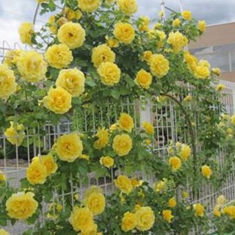 Hạt giống hoa hồng leo Pháp nhiều màu - kèm 3 viên nén kích thích ươm hạt