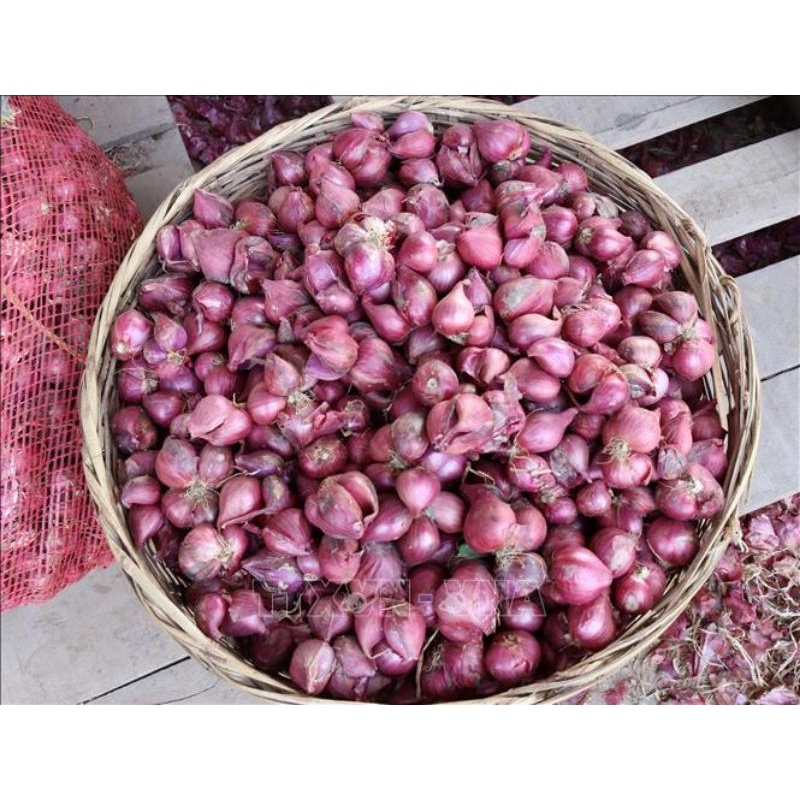 Hành tím (củ khô)