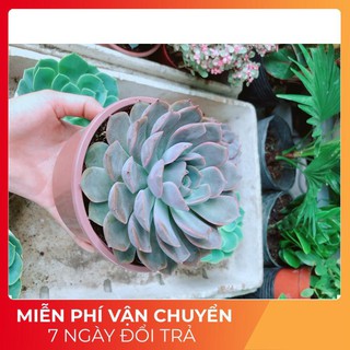 Sen Đá Tím Cánh Cứng Size Đại