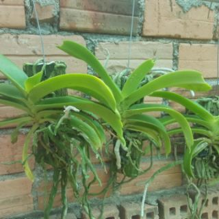 Phong lan ngọc điểm Giò ghép gỗ
