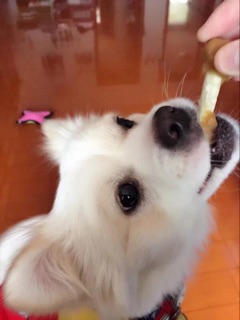 Xương sữa quấn gà nướng CHO CHÓ MÈO