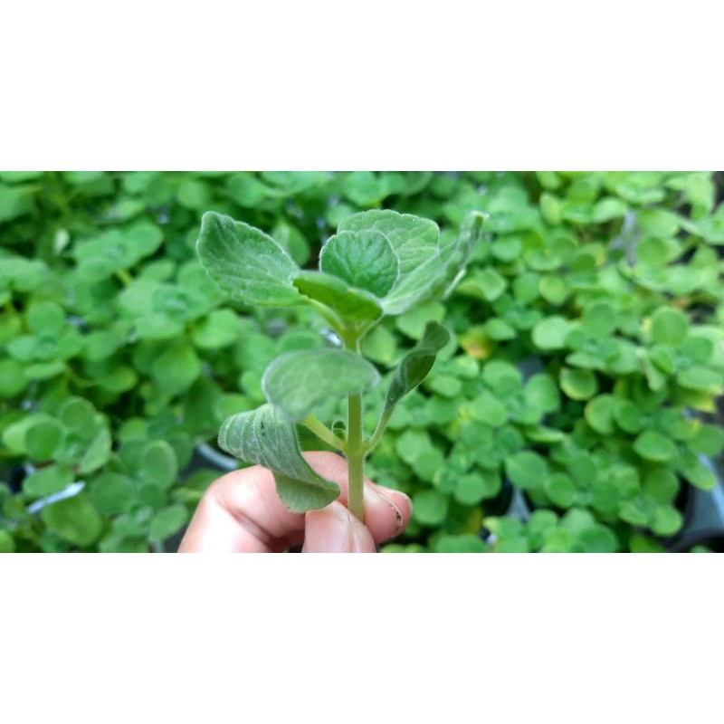 Nhánh Sen Thơm  - Hư 1 đổi 1- Cây cảnh trang trí- HOA ĐÁ shop