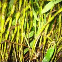 Thạch Hộc vàng đẹp 100 gram.