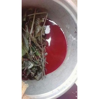 Cây Lá Cẩm