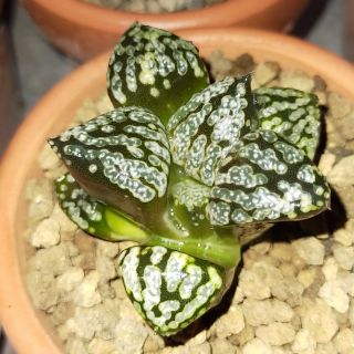 Sen đá kim cương - Haworthia Mordor