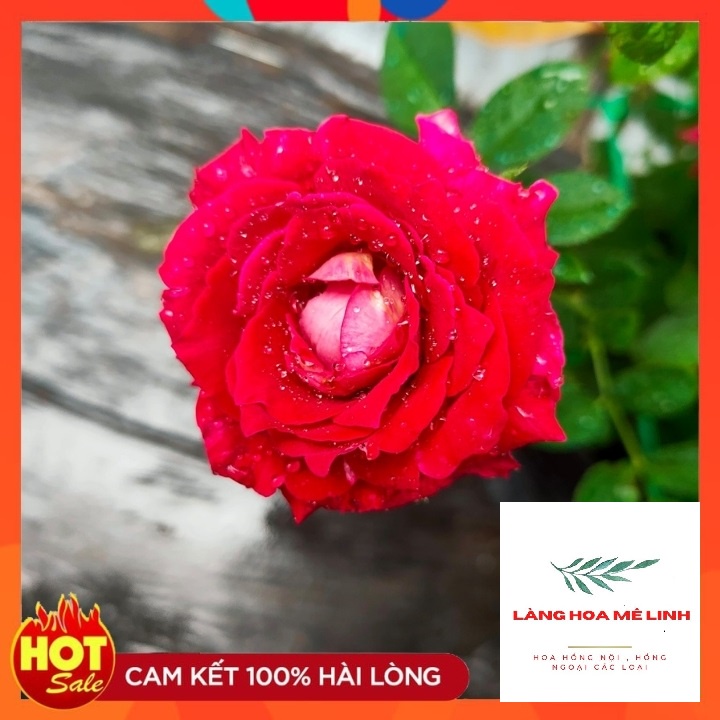 Hoa hồng ngoại Monica Bellucci [ FORM HOA CỰC  QUYẾN RŨ ]– Màu hống đậm đầy sức lôi cuốn