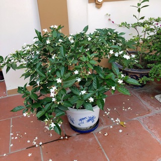Hàng gửi Hiền koy