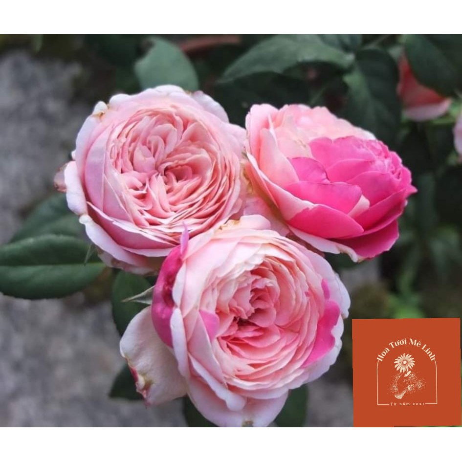 Hoa hồng ngoại Tamaki Rose cực đẹp Hồng thắm cực đẹp-HoaTuoiMeLinh