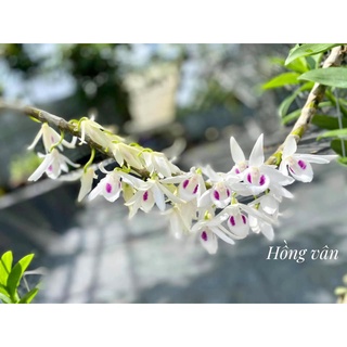 5ct phú thọ gieo hạt