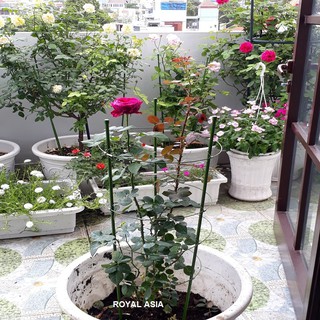 Khung Giá đỡ hoa leo đa năng, cao 90 cm