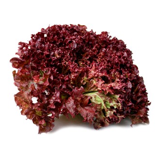 Gói 2g hạt giống xà lách tím Lollo Rossa