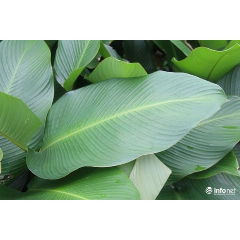 Lá dong tươi gói bánh (10 lá)
