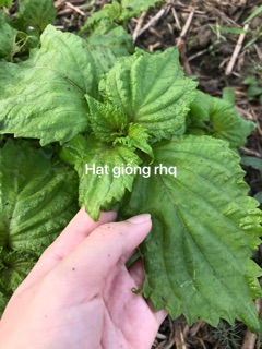 Hạt giống Lá Mè/Vừng Hàn Quốc