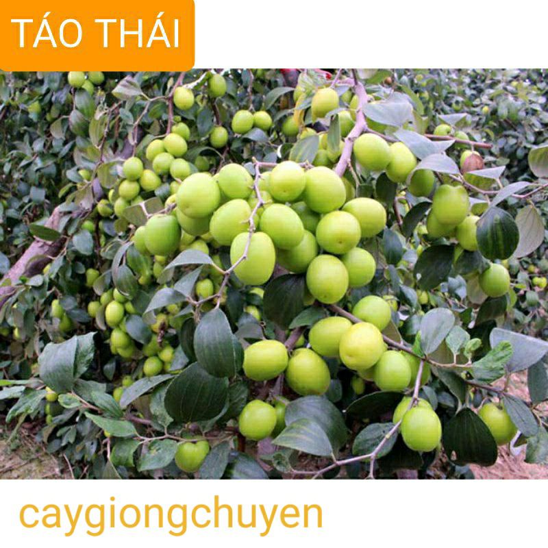 GIỐNG CÂY TÁO THÁI XANH