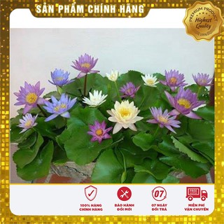 Hạt Giống Súng Thái Mini (5 hạt )