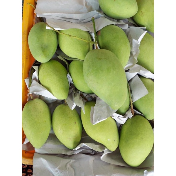 Xoài Cát Hoà Lộc Vip Trái 500g Bao Ngọt Thơm - Giao Tận Nơi