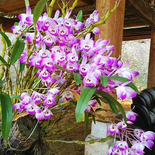 1 BÓ HOA LAN HOÀNG THẢO ĐÙI GÀ GIỐNG, HOA TUYỆT ĐẸP, HOA NỞ TẾT