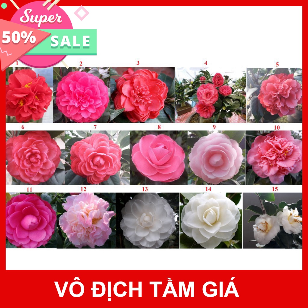 Giống Chuẩn  CÂY HOA HỒNG TRÀ MY