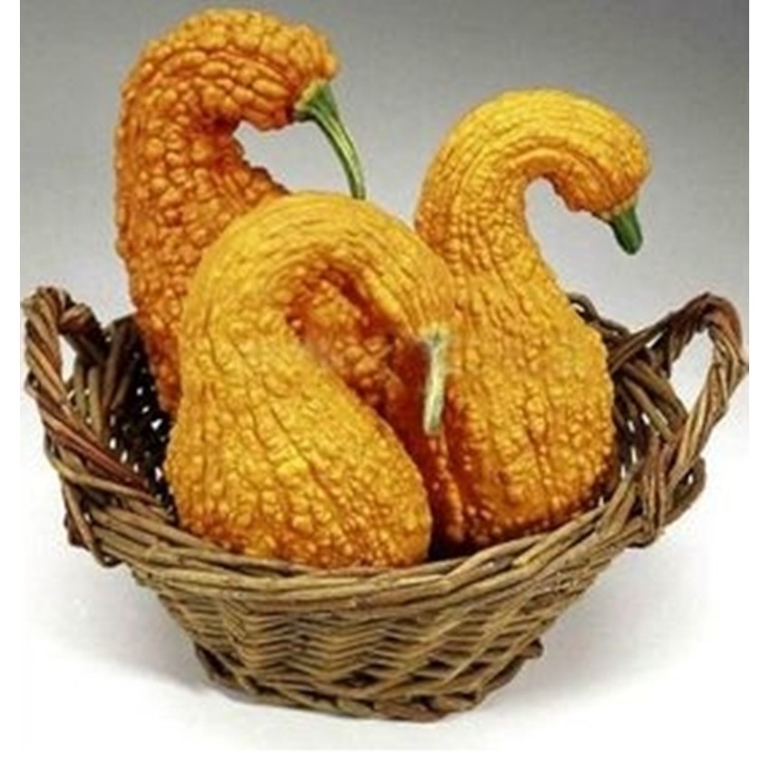 Hạt giống Bí thiên nga