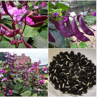 Hạt giống đậu ván tím - gói 5 hạt