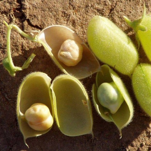 THIỆN DIỆU HẠT