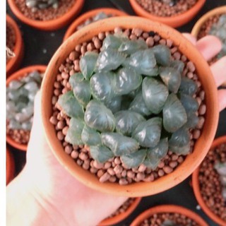 Sen haworthia + chậu đất nung