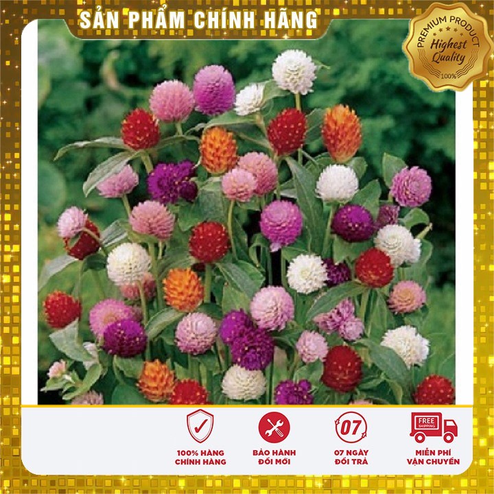 Hạt Giống Hoa Cúc Bách Nhật mix ( 50 hạt )