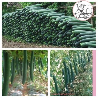 HẠT BÍ ĐAO CHANH, BÍ SẶT - GÓI 1 GRAM