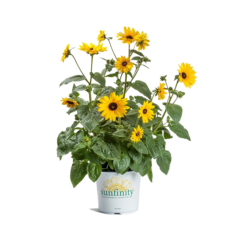 Hạt Giống Hoa Hướng Dương Siêu Bông Gói 30H