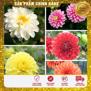 Hạt Giống Hoa Thược Dược Mix