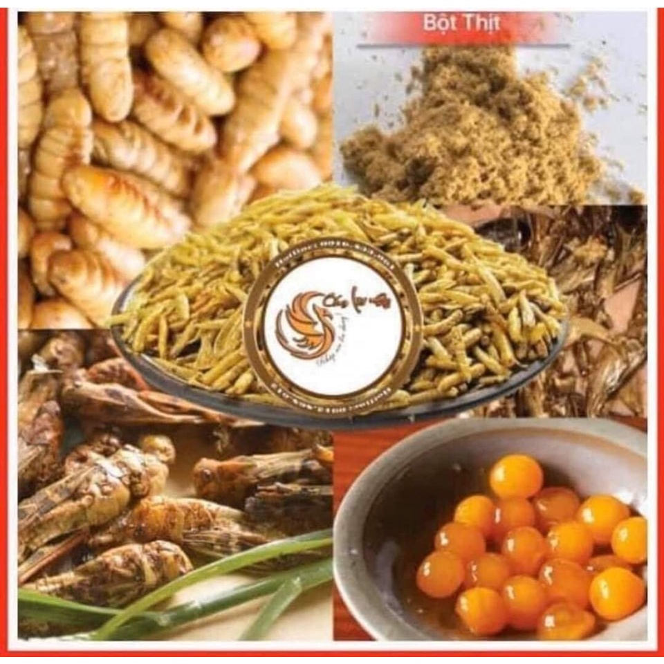 Cám Thay Lông  Vỗ Béo choè than choè lửa