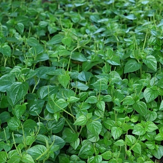 Hạt giống Rau Càng Cua, đóng gói 0.5gr