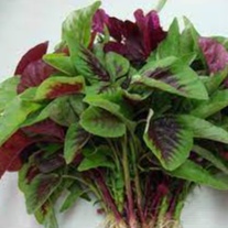 Hạt giống rau dền khoang cao sản - 20gr, dền tía lá to năng suất Seed