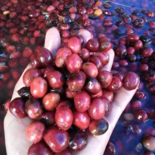 500g Cà phê rang xay daklak