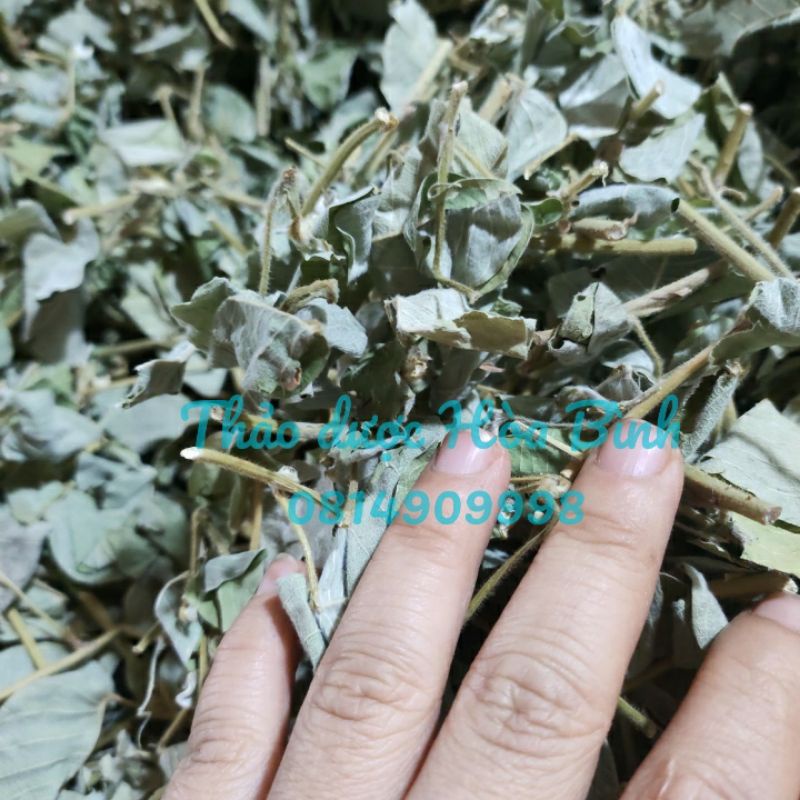 Kim Tiền Thảo 500g và 1kg - Hàng mới, sạch, thơm