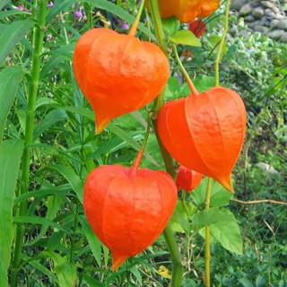 Hạt giống Anh đào đất, cây Thù dù, cây Tầm bóp (100 hạt)