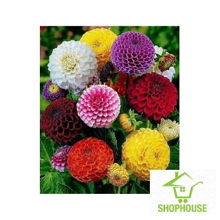 shophouse 50 Hạt giống hoa thược dược tổ ong nhiều màu  SHOP HOUSE  TẾT KHUYẾN MẠI