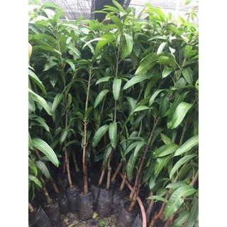 Cây giống xoài tím