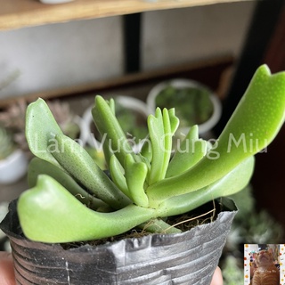 Sen Đá Gạc Nai 🦌🦌🦌 - Size Bầu