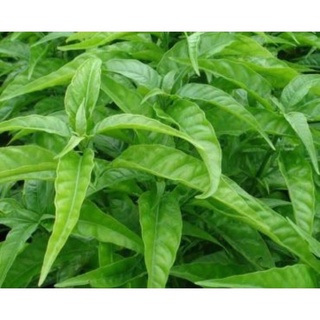 Combo 10 cây giống hoàn ngọc