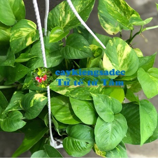caykiengsadec  trầu bà xanh chậu treo + tặng phân bón-trang trí nội thất cảnh quan sân vườn ngoài trời-hoa kiểng lá
