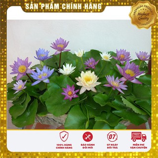 -35% COMB0 10 HẠT SEN MINI NHẬT + 5 súng thái