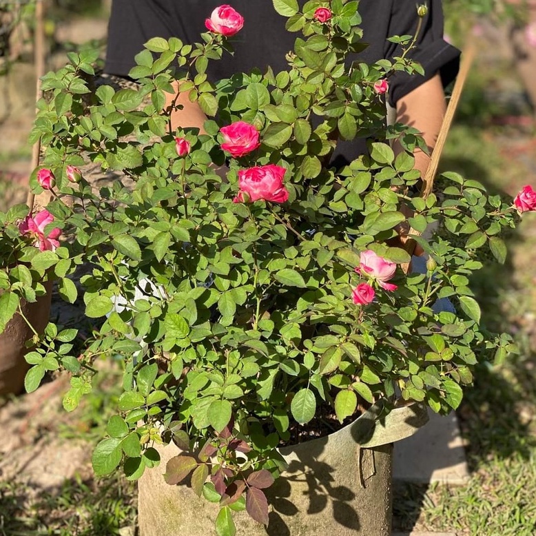 Hoa hồng ngoại Lady Candle rose hồng sọc trộn trắng – Vẻ đẹp lôi cuốn mọi người yêu hoa - Vườn Hoa Melinhrose