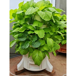 Tháp trồng rau ECO công nghệ USA - 1 ĐƠN VUI LÒNG CHỈ ĐẶT 1 THÁP