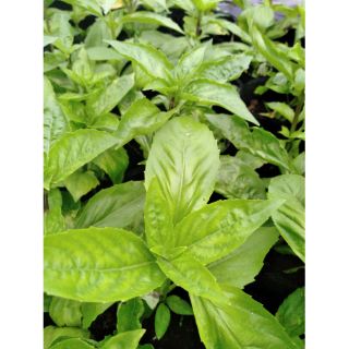 Cây Rau Húng Tây Basill